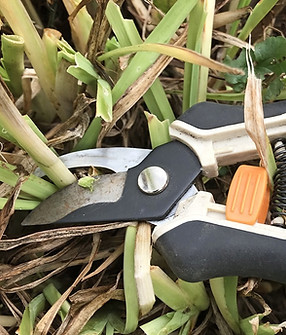 pruning-daylilies_edited.jpg